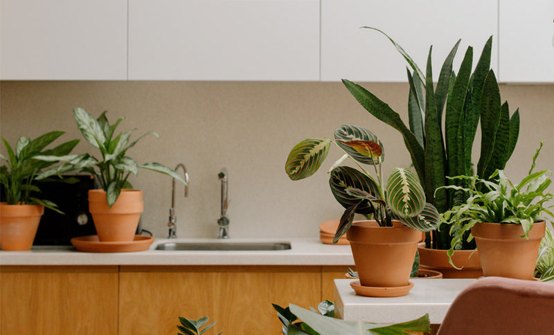 Descubre 5 plantas de interior fáciles de cuidar para ambientar tu cocina